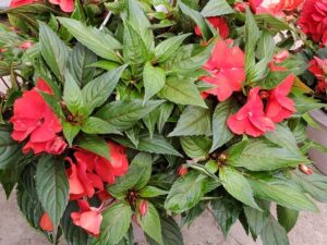 impatiens rojos en macetas para sombra