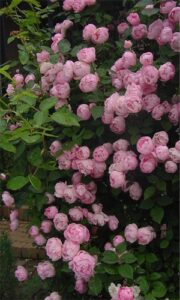 peonía herbácea rosa claro