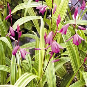 planta con flor para sombra Bletilla