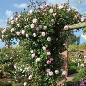 rosas trepadoras Generous Gardener