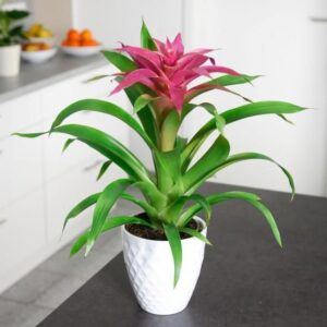 Guzmania con flor purpura