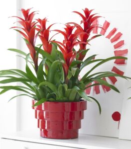 Guzmania con flor roja