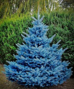 Abeto Azul plantas ornamentales de invierno