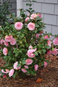 Arbusto con camelias rosadas