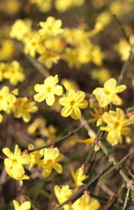 Jazmin amarillo - Flores de invierno