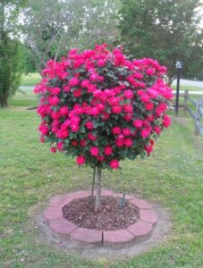 arbolpequeno de camelia fucsia