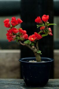 bonsai de camelia roja simple