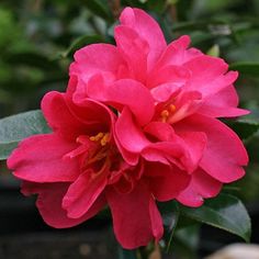 camelia rosa Camellia Sasanquas